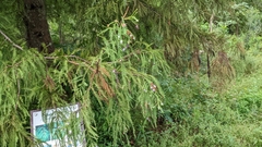 Taxodiomyia cupressiananassa