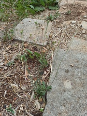 Reichardia picroides