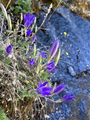 Brodiaea elegans