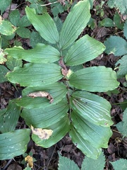 Liriomyza smilacinae