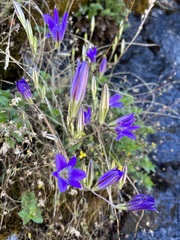 Brodiaea elegans