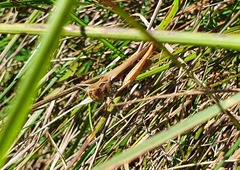 Chorthippus brunneus