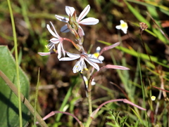 Trachyandra divaricata