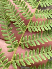 Athyrium