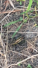 Melanoplus bivittatus