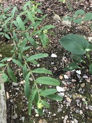 Hypericum prolificum