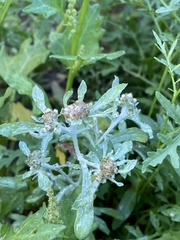 Gnaphalium uliginosum