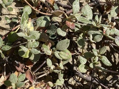 Eriogonum
