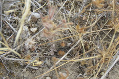 Dasymutilla californica