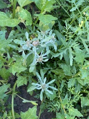 Gnaphalium uliginosum