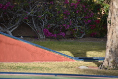 Phoenicurus ochruros