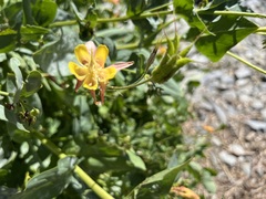 Aquilegia pubescens