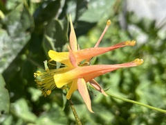 Aquilegia pubescens