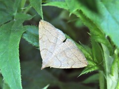 Zanclognatha pedipilalis