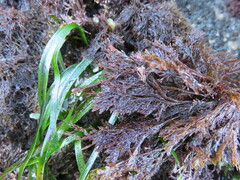 Microcladia borealis