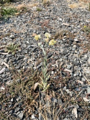 Pseudognaphalium stramineum