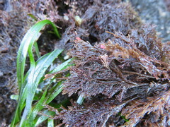 Microcladia borealis