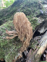 Ramaria stricta