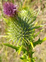 Cirsium