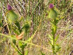Cirsium
