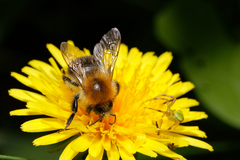 Bombus pascuorum
