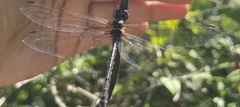 Macrothemis celeno