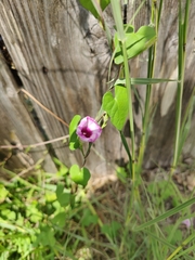 Ipomoea triloba