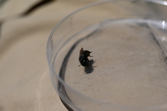 Osmia