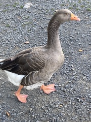 Anser anser domesticus