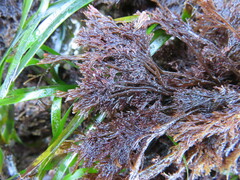 Microcladia borealis