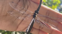 Macrothemis celeno