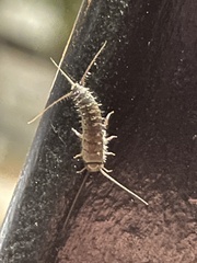 Lepismatidae