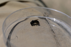 Osmia