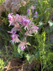 Pelargonium cordifolium