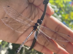 Macrothemis celeno