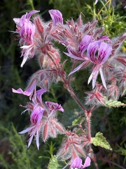 Pelargonium cordifolium