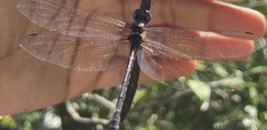 Macrothemis celeno