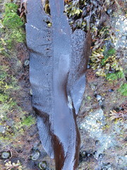 Pleurophycus gardneri