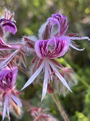 Pelargonium cordifolium