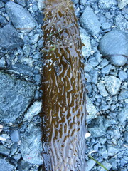 Eisenia arborea