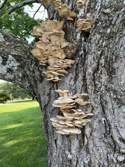 Climacodon septentrionalis