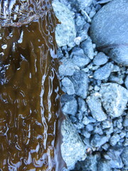 Eisenia arborea