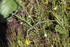 Trachyandra divaricata