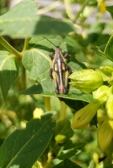 Sphenarium