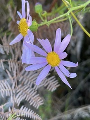 Senecio glastifolius