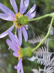 Senecio glastifolius