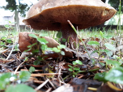 Neoboletus erythropus