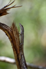 Anolis angusticeps