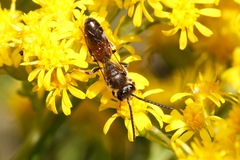 Sphecodogastra