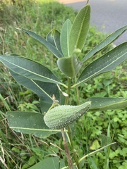 Asclepias syriaca